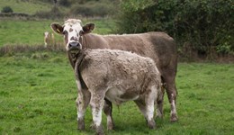 Webinar: Pelvic scoring in suckler heifers